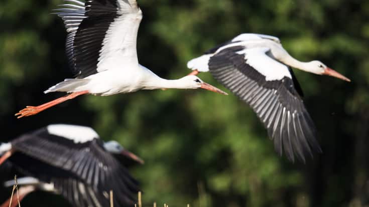 Près de 400 cigognes, victimes de la grippe aviaires, ont été retrouvées mortes près de Madrid (photo d'illustration).