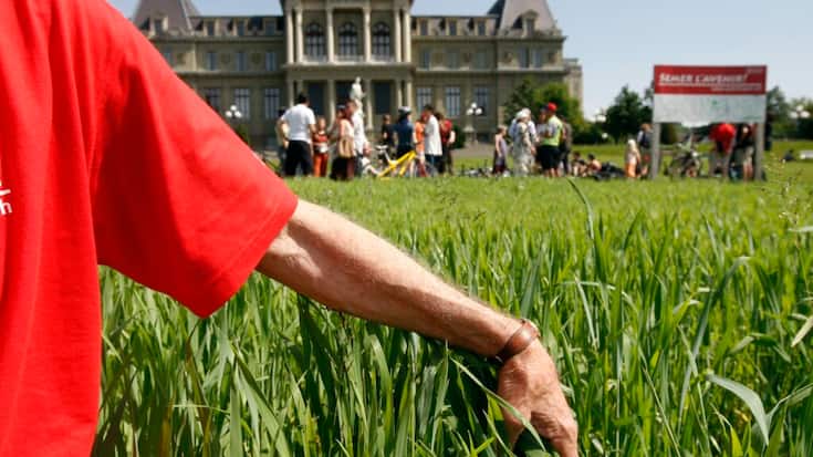 Qualifiées de "nouveaux OGM" par leurs détracteurs, les nouvelles techniques génomiques (NGT) permettent de modifier le génome d'une plante, mais sans introduire d'ADN étranger, contrairement aux OGM de première génération.