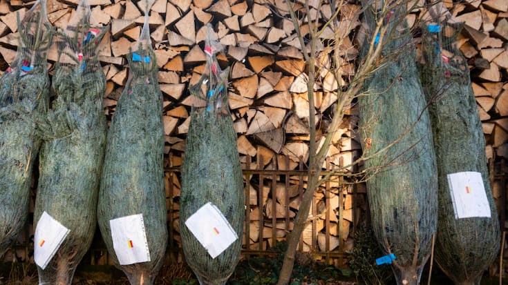Les prix des sapins de Noël sont en légère hausse cette année (achives).
