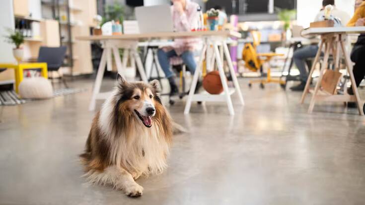  Les chiens au bureau réduisent le stress au travail.
