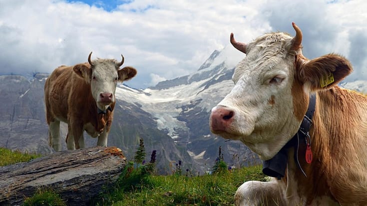 <p>Les éleveurs sont mieux lotis en termes de revenus que les agriculteurs pratiquant la production végétale.</p>