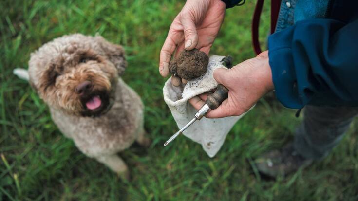 file7igqu7p4nlh1ck19m735