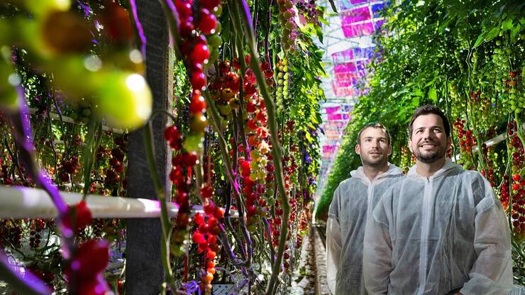 Jonas Roch et Nicolas Weber, deux des cofondateurs de Voltiris, dans une serre de tomates à Genève.