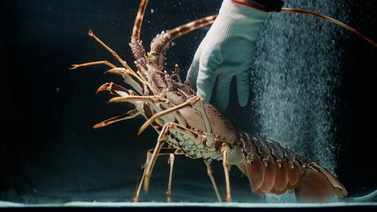 La start-up Lagosta signe un partenariat avec Merck Life Science