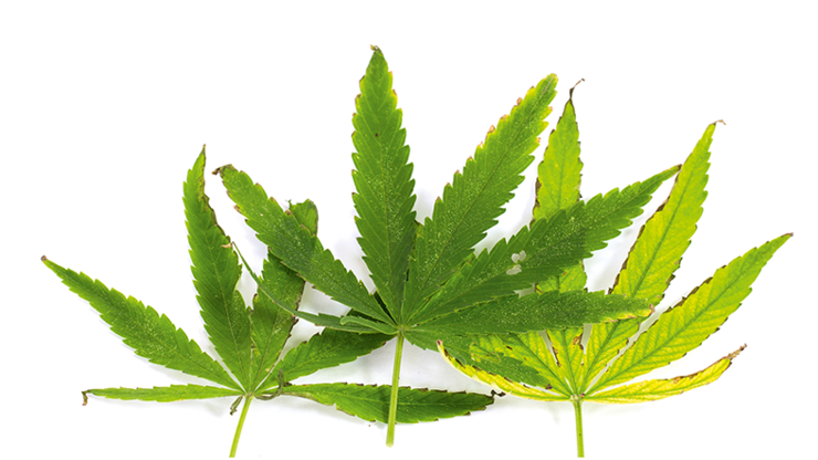 file711vlxwh15312tgz71f1