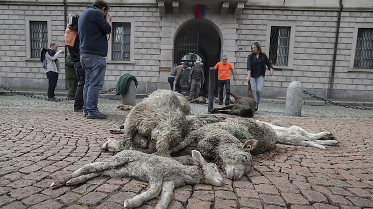 Des agriculteurs tessinois ont déposé des moutons morts sur la place du gouvernement à Bellinzone.