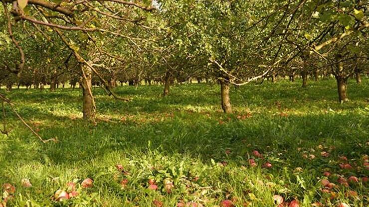 En raison de la sécheresse persistante cet été, une bonne partie des pommes et des poires sont tombées prématurément.