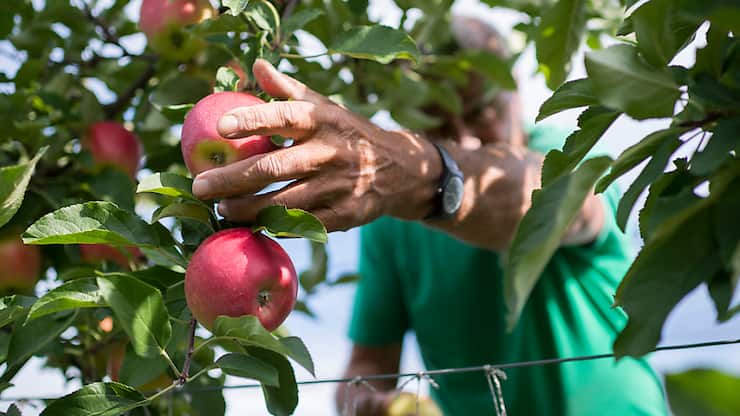 La récolte des pommes et des poires s'annonce bonne cette année (archives).
