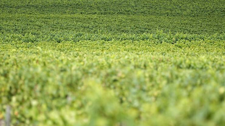 Le Bordelais plaît moins aux jeunes. Des vignerons rescucitent de vieux cépages peu connus arrachés après le gel de 1956.