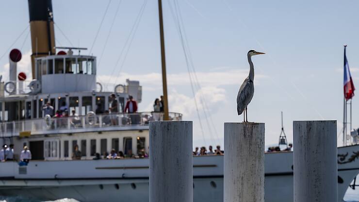 Le montant pour le transport public régional doit notamment servir à augmenter le nombre de liaisons par bateau entre Lausanne et Thonon (F). )(archives)