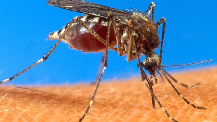 Le chikungunya est principalement transmis par le moustique tigre. (archive)