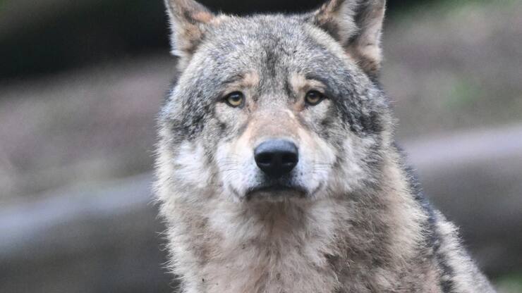 Les cantons estiment que les loups devraient pouvoir être chassés toute l'année, au grand dam des organisations de protection des animaux (image prétexte).