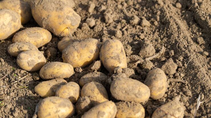 "Aujourd'hui déjà, les surfaces mondiales de production sont limitées", écrit l'Union suisse des paysans. "Il suffit d'une guerre dans un pays exportateur important ou d'une année de conditions météorologiques extrêmes pour que l'approvisionnement de toute l&#8217;humanité soit menacé."