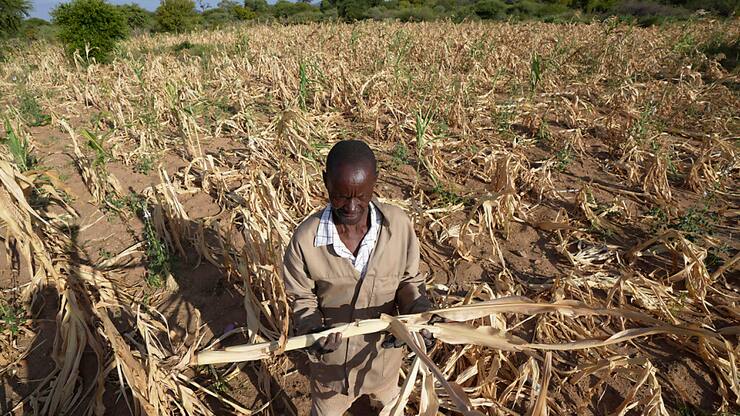 La sécheresse a détruit 70% des récoltes en Zambie et 80% au Zimbabwe (photo), réduisant considérablement l'offre et faisant grimper les prix des denrées alimentaires.