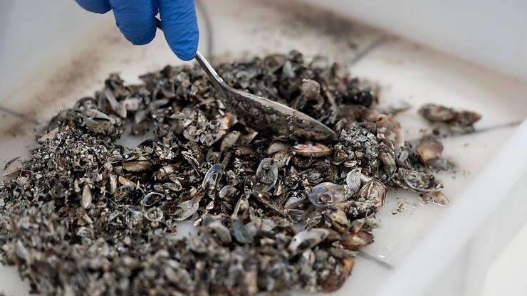 La start-up lausannoise Alien Limited cherche à recycler les moules quagga (photo d'illustration).