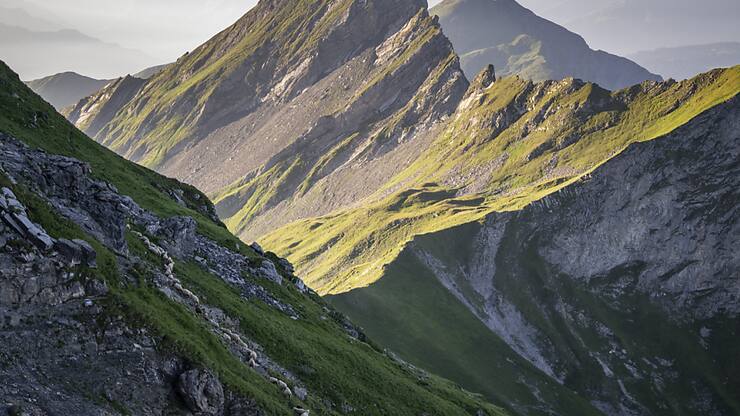 Toutes les bêtes sont sorties indemnes du parcours d'une dizaine de kilomètres, selon le berger.
