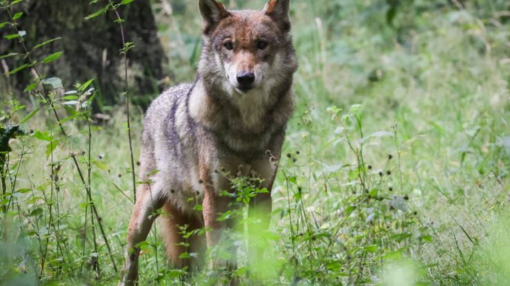 La période de régulation du loup débute trois mois plus tôt qu'en 2023 (archives).