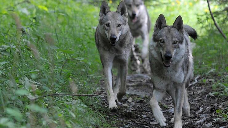 Vaud demande de réguler l'entier de la meute du Mont Tendre (photo d'illustration).