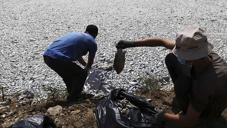 Des hommes collectent les poissons morts dans une rivière proche du port de Volos.