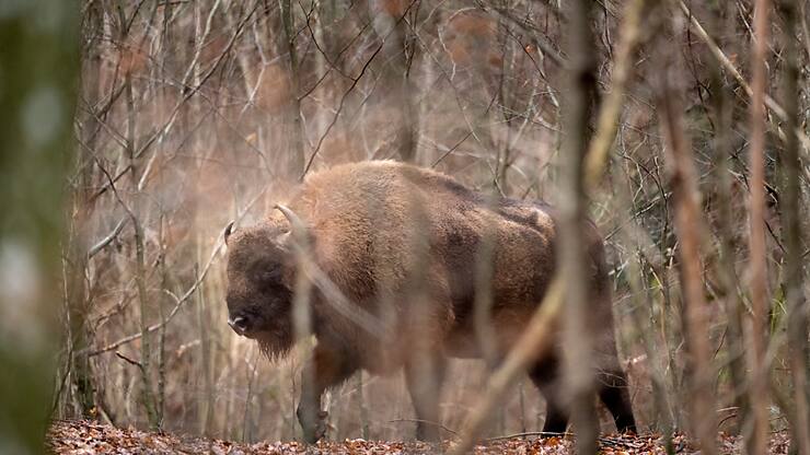 Après qu'ils ont disparu de Suisse au Moyen-Age, les bisons réapparaissent progressivement. A Welschenrohr (SO), le parc existe depuis cinq ans.
