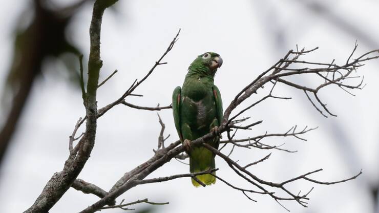 Le nouveau règlement européen contre la déforestation prévoit d'interdire dès fin 2024 la commercialisation dans l'UE d'une série de produits (cacao, café, soja, huile de palme, bois, viande bovine, caoutchouc, cuir, ameublement, papier...) s'ils proviennent de terres déboisées après décembre 2020.