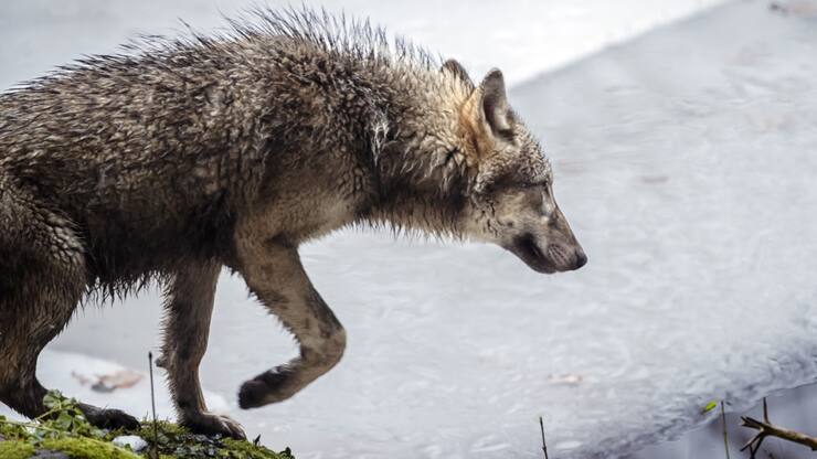 L'attaque a eu lieu dans la nuit de vendredi à samedi dans le Val-de-Travers (images prétexte).