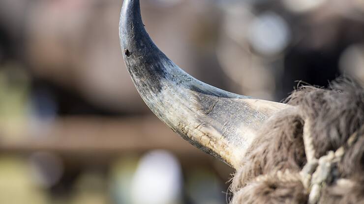 L'animal a franchi diverses clôtures dans le centre du village de Saignelégier avant d'être localisé dans un secteur d'immeubles (image d'illustration).