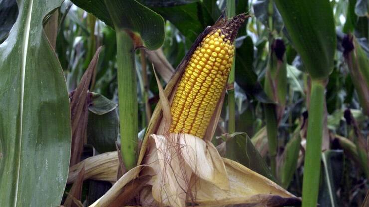Dégâts causés par la chrysomèle des racines du maïs dans un champ.