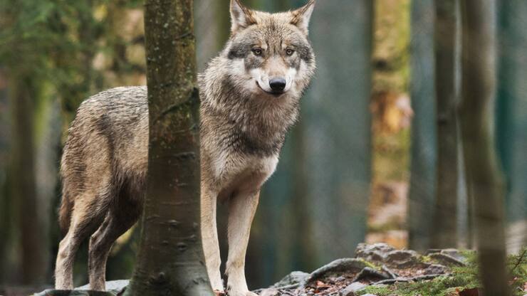 Une commission veut atténuer la protection du loup (archives).