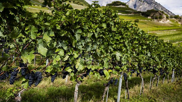 L'Organisation internationale de la vigne et du vin (OIV), dont la Suisse est membre, s'inquiète aussi des effets du changement climatique (image symbolique).