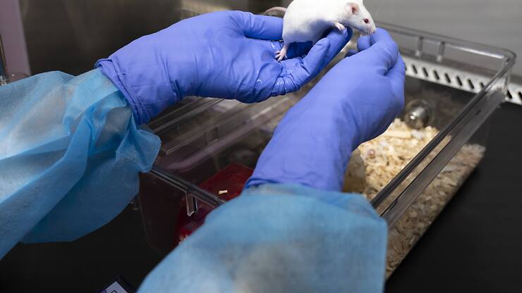 L'initiative demande que les expériences sur les animaux ainsi que l'élevage et le commerce d'animaux destinés à de telles expériences soient interdits par une modification de la Constitution fédérale.