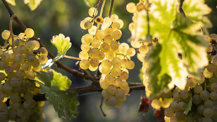 "L'ONU du vin" table sur des volumes de production en dessous de 250 millions d'hectolitres pour 2024 (image symbolique).