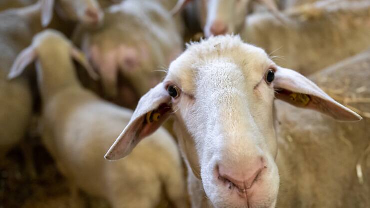 La maladie de la langue bleue affecte particulièrement les ovins.