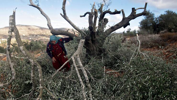 Une Palestinienne a été tuée par balles dans un champ d'oliviers (Photo d'illustration).