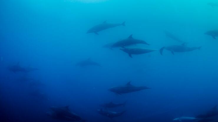 Un groupe de dauphins nagent loin des bateaux des pêcheurs.