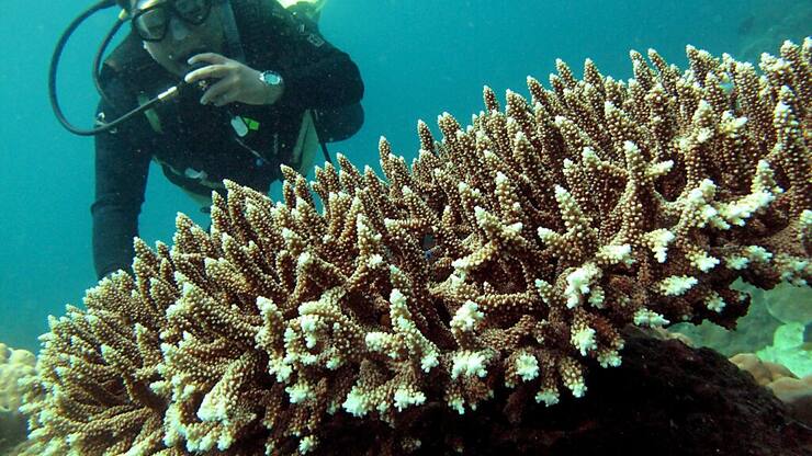 Le "Triangle du corail", "l'une des régions marines les plus riches en biodiversité du monde", est à cheval sur sept pays: l'Indonésie, la Malaisie, la Papouasie-Nouvelle-Guinée, Singapour, les Philippines, le Timor oriental et les Iles Salomon.
