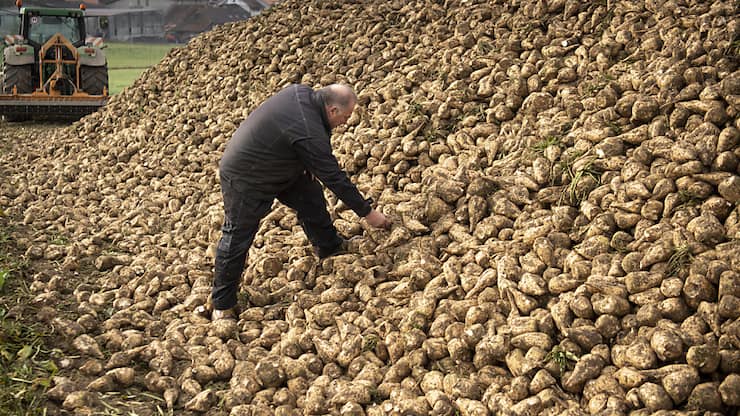 La récolte de betteraves à sucre est qualifiée cette année de moyenne à bonne (archives).