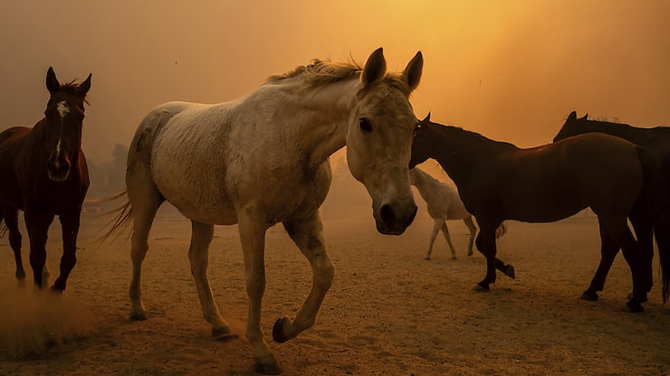 Des chevaux galopent à Moorpark en Californie alors que l'incendie se propage à proximité  jeudi.
