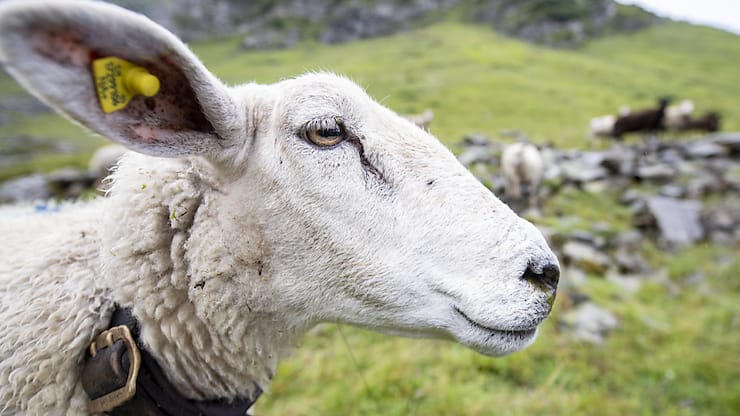 Tant les moutons que les chèvres trient leur nourriture, selon cette étude (archives).