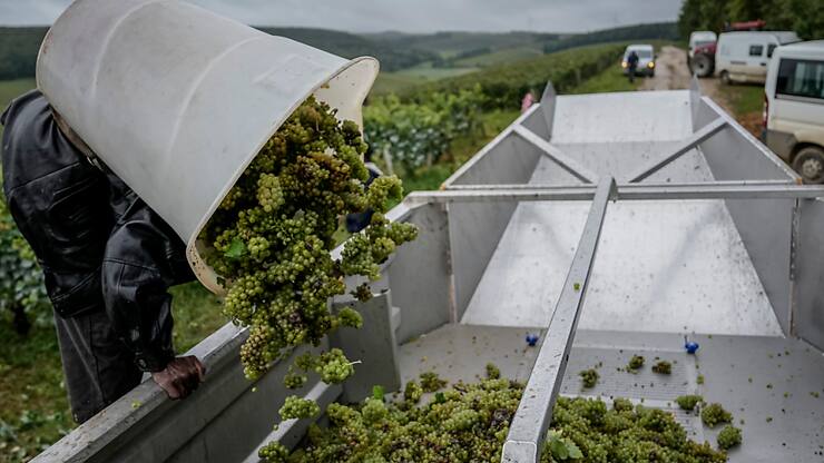 L'année 2024 a été marquée par des précipitations du printemps jusqu'aux vendanges et des problèmes sanitaires, ce qui a réduit les volumes dans toutes les régions viticoles françaises (image d'illustration).