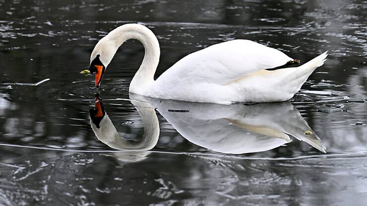 Un premier cas de grippe aviaire a été découvert cette saison sur un cygne dans le delta de la Reuss, près d'Altdorf (UR) (archives).