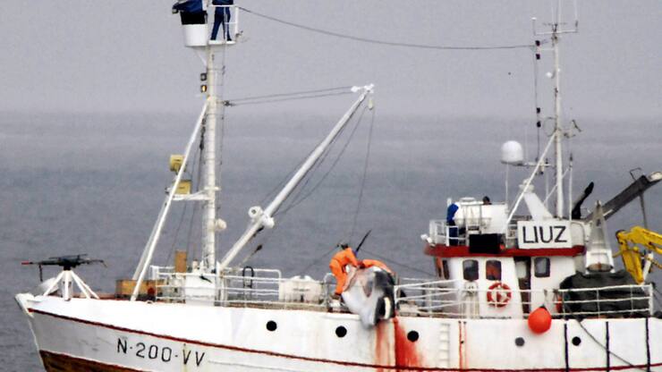 La chasse à la baleine peut se poursuivre en Islande.