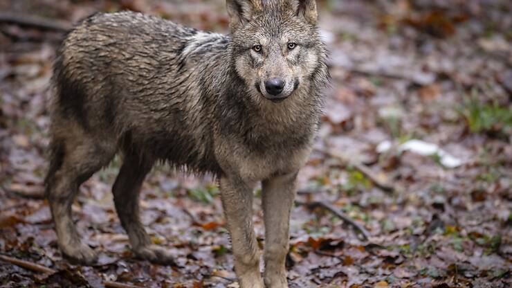 Le nombre de loups en France reste globalement stable (Photo d'illustration).