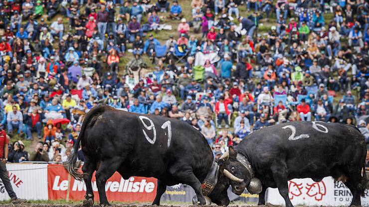 La finale nationale des combats de reines de la race d'Hérens, traditionellement en mai à Aproz (VS), connaît un succès populaire croissant. Faute d'organisateurs, l'édition 2025 pourrait toutefois être annulée (Archives).