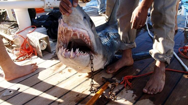 La présence de requins en mer Rouge est connue, mais les attaques restent rares (archives).