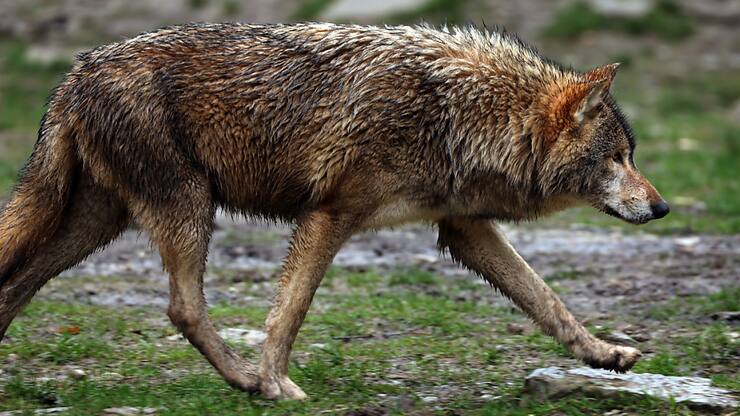 Un loup s'est égaré sur la chaussée de l'A13 au col du San Bernardino et n'a pas pu quitter immédiatement la semi-autoroute en raison des clôtures de protection du gibier. (Image d'illustration)
