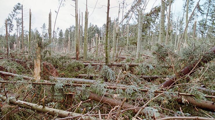 La tempête Lothar a laissé la forêt dévastée, mais les insectes en ont profité. (photo d'archives)