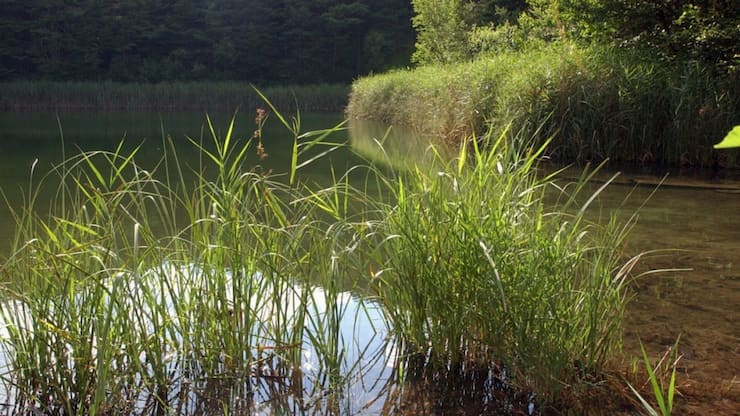 L'état critique des eaux de surface est principalement dû à une large contamination par le mercure et d'autres polluants toxiques. (Image d'illustration)