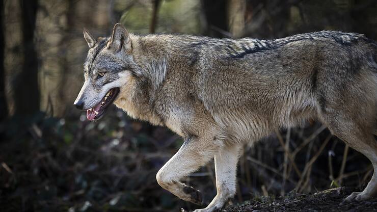 Un loup dans le parc animalier Bruderhaus, photographié le lundi 5 février 2024 à Winterthour. (Photo d'archives)