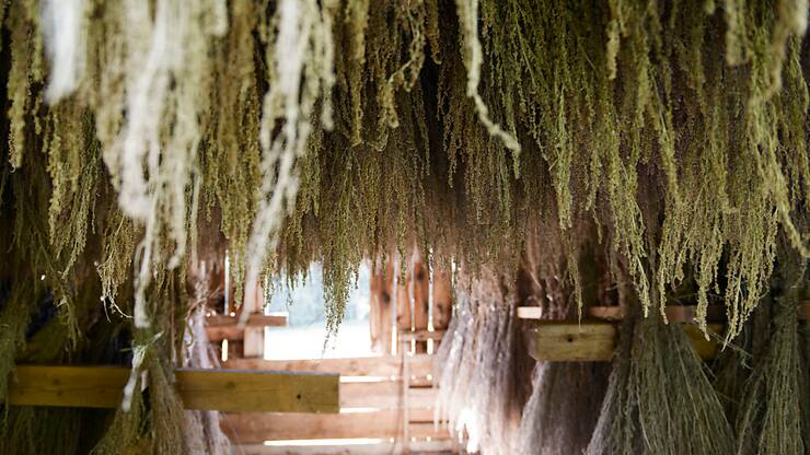 Des plantes d'absinthe sont séchées afin de pouvoir être distillées (photo symbolique).